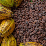 Preparado de cacao ilstant